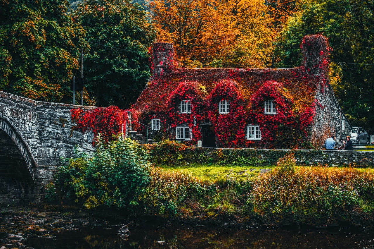 home covered in plants