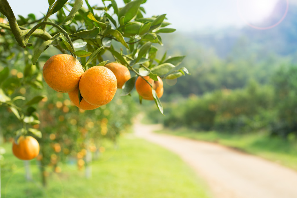 oranges on a branch