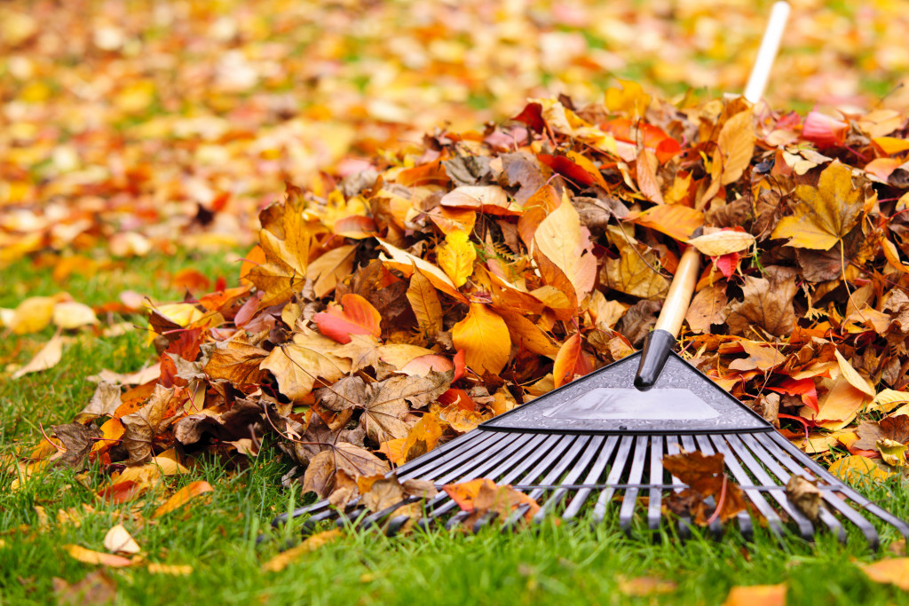 Raking fall leaves during fall